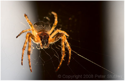 Backlit spider (yuck).