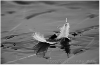 Floating feather.