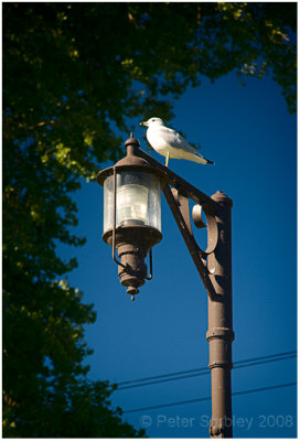 Gull on a lamp.