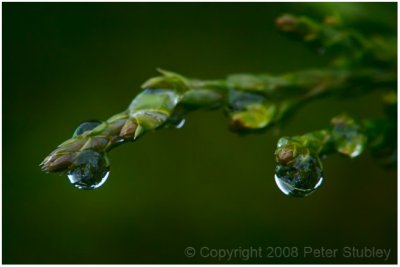 Evergreen drops.