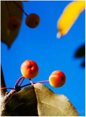 Crab apples.