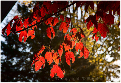 More hanging maple leaves.