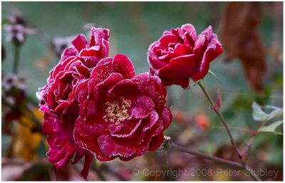 Frosty roses.