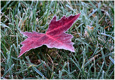 Frosty leaf.