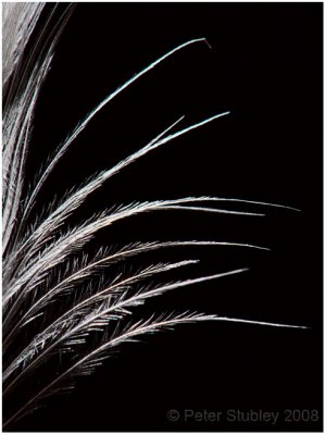 Macro feather.