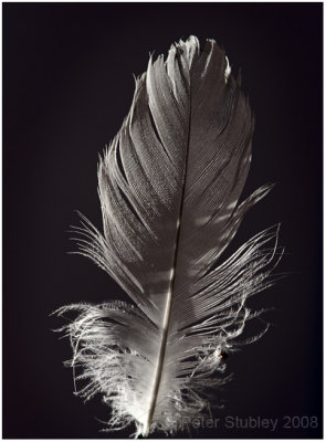 Sunlit feather.