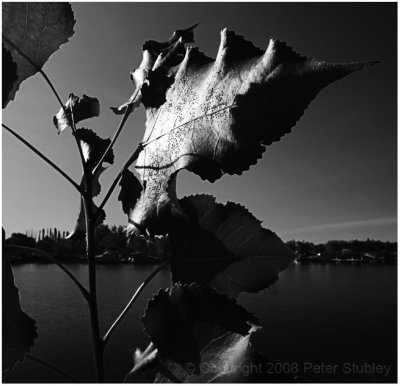 Sunlit leaves.