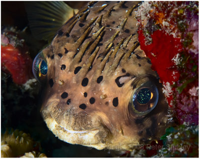 Porcupine fish.