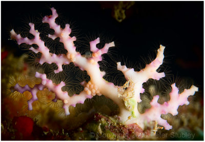 Rose lace coral.