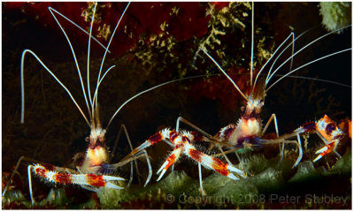 Pair of banded coral shrimp.