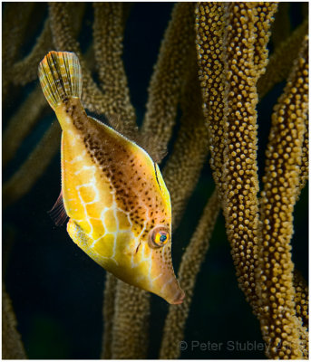 Slender file fish.