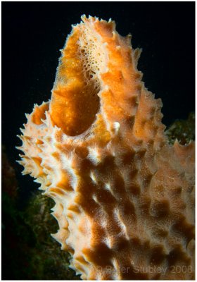 Small vase sponge.