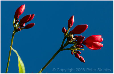 Tropical light.