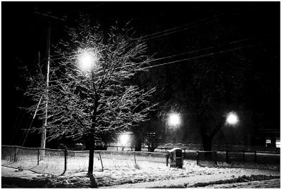Ice on trees at night.