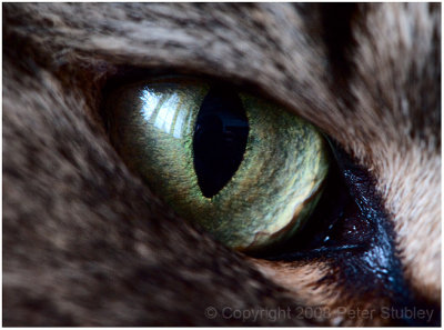 Cat's eye.