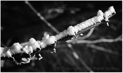 Crusted twig -- built up from river mist.