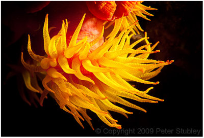 Orange cup coral.