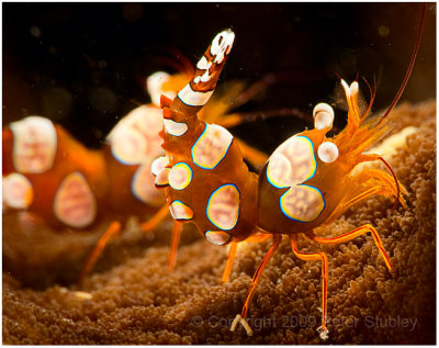 Squat anemone shrimp.