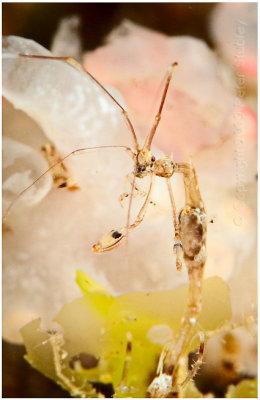 Skeleton shrimp.