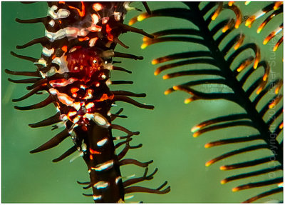 Ornate ghost pipefish and crinoid.