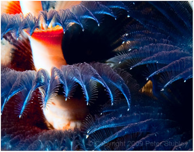 Christmas tree worm.