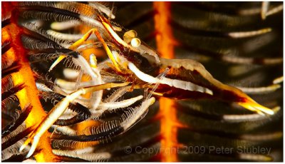 Crinoid shrimp.