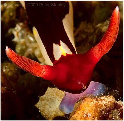 Nudibranch.