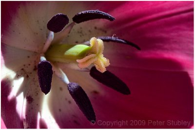 Care for one's inner tulip.