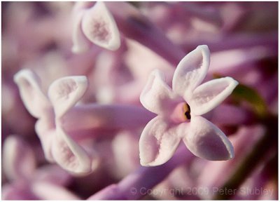 Lilac.