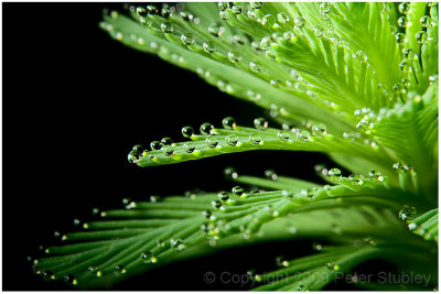 Pond drops (3).