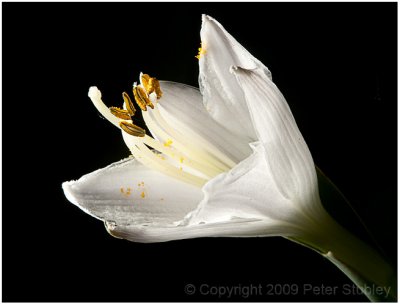 White hosta.