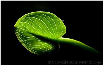 Lily leaf.