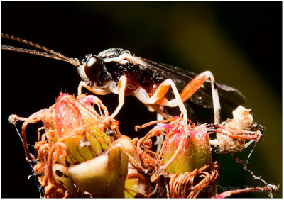 Colorful wasp.