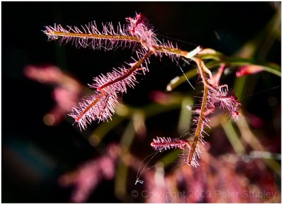 Smoke bush flowers.