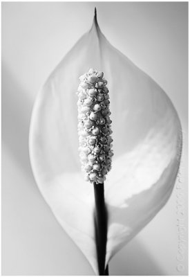 Easter lily:  more white on white.