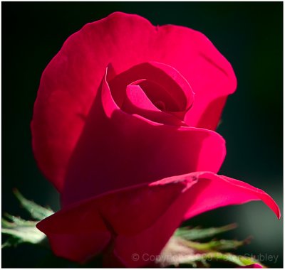 Backlit rose.
