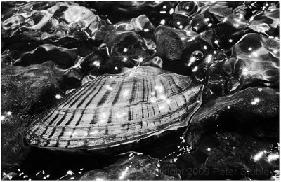 Rippled clam.