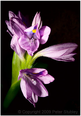 Opening water hyacinthe.