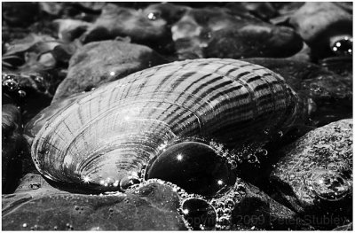 Bubbly clam.