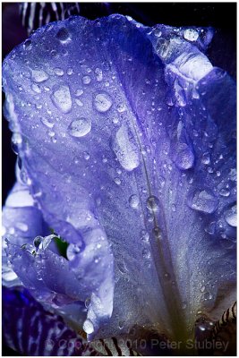Iris petal.