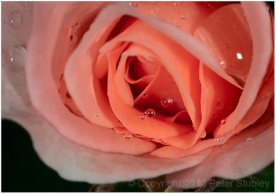 Another wet rose.