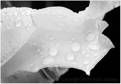 Wet petal abstract 1.