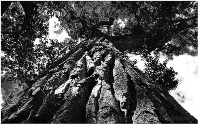 Trunk line.