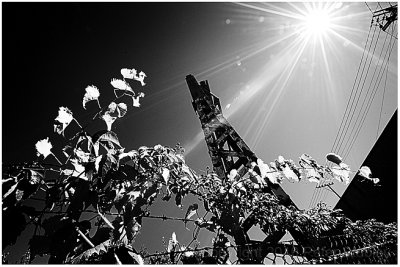 Dominion plant -- reach for the sky.