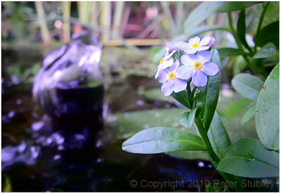 Forget me not in the pond.