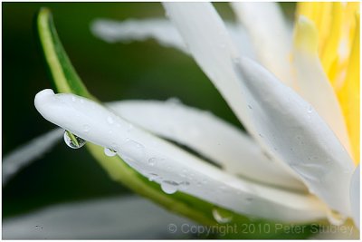 Water lily.