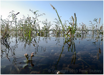 Rising water.