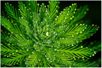 Pond drops.