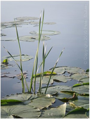 Reeds and pads.