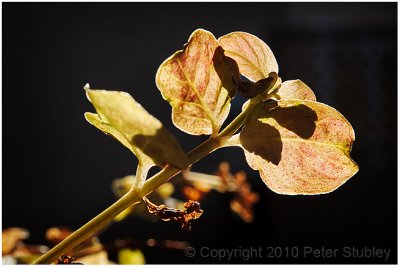 Backlit leaves.
